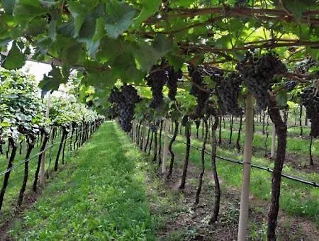 Garda Ibiscus Di Francia Apartamento Desenzano del Garda
